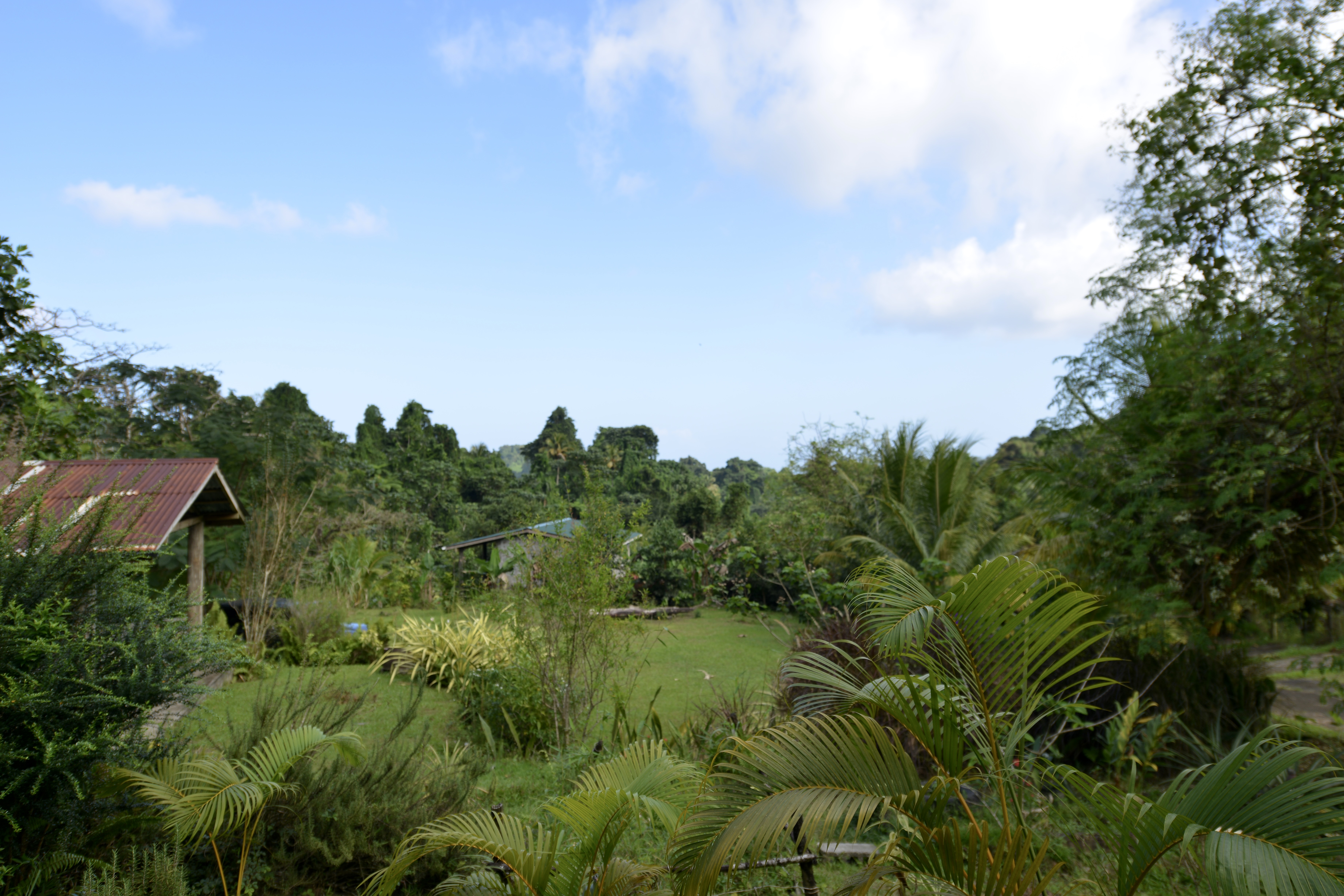 A ECO GEM OF THE CARIBBEAN - Amazona Nest